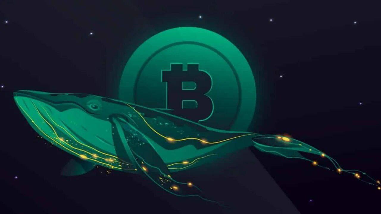 Криптокиты накапливают Bitcoin.  Такую динамику заметили аналитики из CryptoQuant.  С 14 по 17 января общий запас BTC возрос на 2,25%.