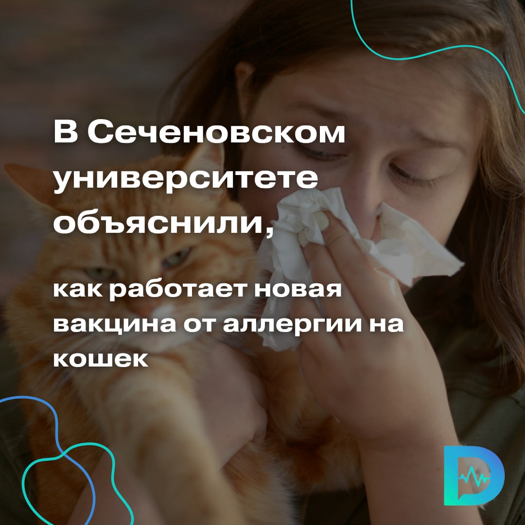 Около 30% людей по всему миру страдают от аллергии на кошек — достаточно пары минут рядом с питомцем, чтобы начать чесаться, чихать, тереть глаза или задыхаться. Но скоро всё может измениться. Учёные из Сеченовского университета совместно с Венским медицинским университетом разработали первую в мире рекомбинантную вакцину, способную защитить от аллергии на кошачьи белки. Основной виновник — белок Fel d 1, который вырабатывают все кошки, независимо от породы. Однако исследование показало, что у 63–65% аллергиков также возникает реакция на белки Fel d 4 и Fel d 7, содержащиеся в слюне, коже и сальных железах животных. Исследователи изучили образцы крови 80 человек с аллергией на кошек. После анализа чувствительности к разным белкам они создали гибридные молекулы: фрагменты аллергенов объединили с белком PreS, который снижает риск иммунной реакции. Затем учёные провели доклинические испытания на кроликах. Двух прививок оказалось достаточно, чтобы выработать антитела, блокирующие до 85% аллергической реакции. Причём вакцина показала частичную защиту не только от кошачьих, но и от собачьих и лошадиных аллергенов. Исследование переходит в финальную фазу — клинические испытания на людях. Первые результаты ожидаются уже в течение года. Пока аллергию лечат с помощью АСИТ — аллергенспецифической иммунотерапии. Но её сложно точно дозировать, она требует длительного курса и может вызывать побочные эффекты. Новая вакцина потенциально может решить все эти проблемы. «Доктор Питер». Доступно и достоверно о здоровье