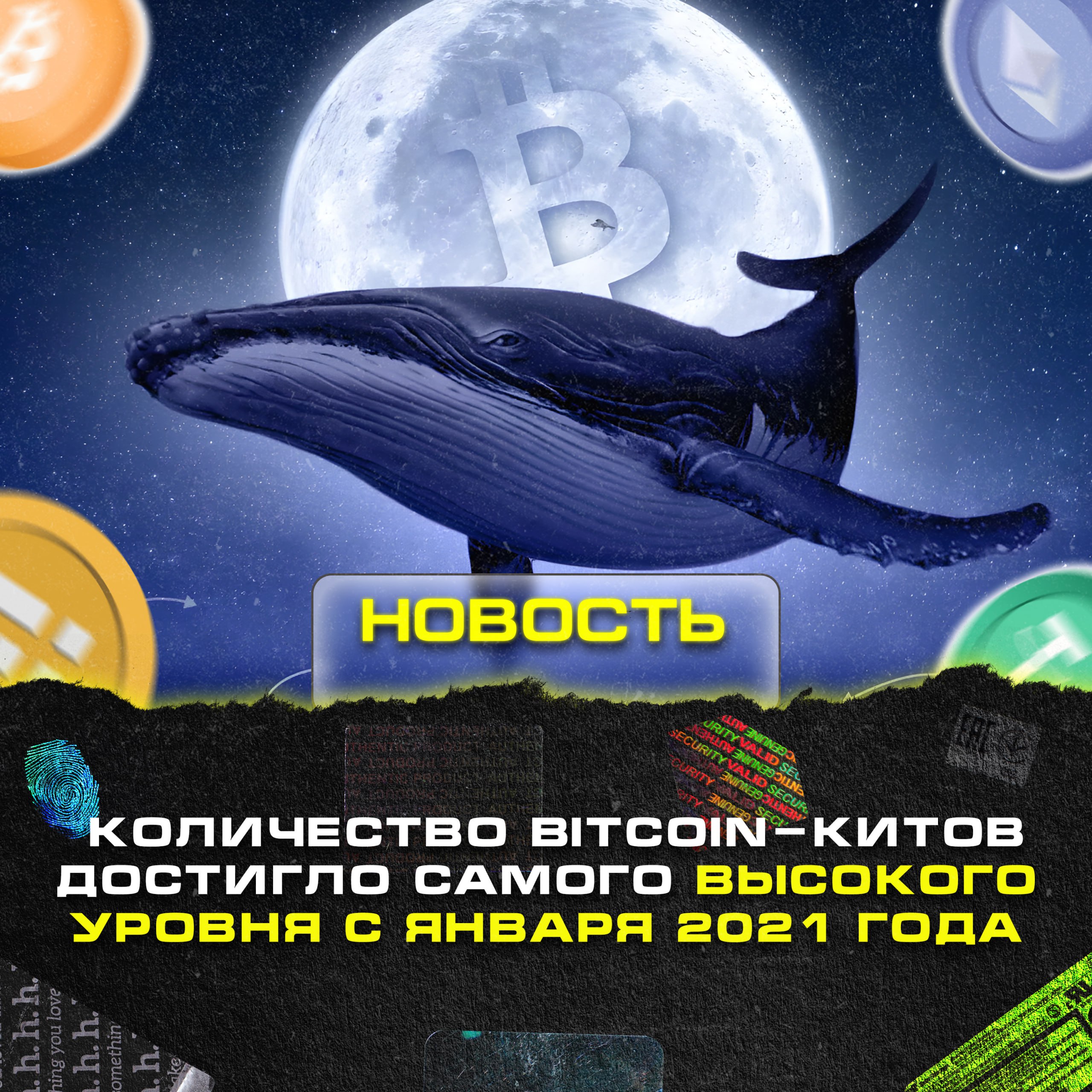 Количество Bitcoin-китов достигло самого высокого уровня с января 2021 года    На данный момент есть 1678 кошельков, которые держат более 1000 BTC.    I M TRADING HERE — BINGX   CHAT