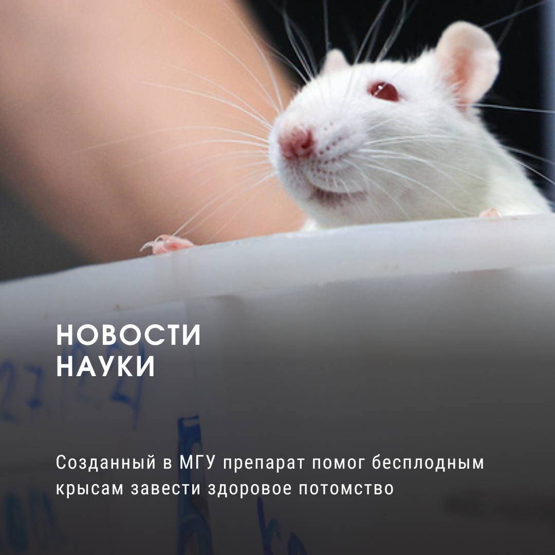 Созданный в МГУ препарат помог бесплодным крысам завести здоровое потомство Ученые МГУ разработали препарат "Медирег", который успешно восстановил фертильность у бесплодных самцов крыс. Исследования показали, что препарат безопасен и эффективен, приводит к увеличению количества сперматозоидов и восстановлению семенных канальцев. Разработка препарата стала возможной благодаря федеральному проекту "Медицинская наука для человека". "Медирег" представляет собой комплекс биологически активных факторов, выделяемых мезенхимными стромальными клетками человека. Эти клетки способны стимулировать восстановление поврежденных тканей. Результаты исследований дают надежду на зачатие парам, которые ранее не могли иметь детей даже с помощью современных репродуктивных технологий. Препарат предназначен для лечения тяжелых нарушений сперматогенеза, таких как азооспермия. Минздрав РФ выдал разрешение на проведение клинических исследований "Медирега" с участием мужчин в возрасте от 21 до 60 лет. Это важный шаг к тому, чтобы сделать препарат доступным для пациентов, нуждающихся в лечении мужского бесплодия. Источник