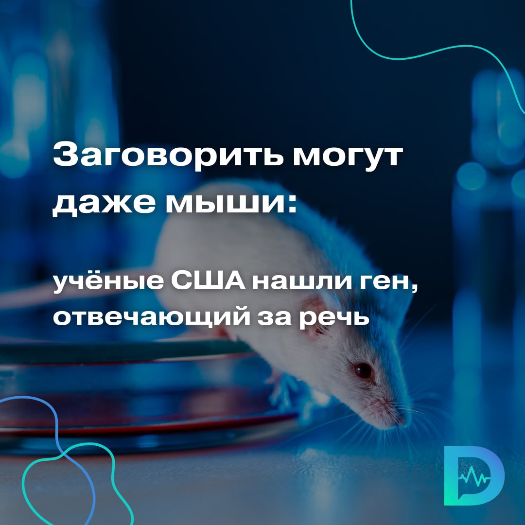 Эксперты открыли ген, который ответственен за возможность разговаривать. Чисто теоретически, «разговаривать» могут и животные.  Вопросом, откуда появилась речь, озадачились специалисты из Университета Рокфеллера в США. По словам экспертов, у наших близких родственников, неандертальцев, скорее всего были анатомические особенности горла и ушей, которые позволяли им говорить и различать устную речь. Однако только у современных людей есть особенности головного мозга, благодаря которым мы овладеваем тем или иным языком и в принципе формируем речь.  Оказывается, что существует так называемый «ген речи» — РНК-связывающий белок под названием NOVA1. Он появился на ранних этапах эволюции Homo sapiens, когда в ДНК происходили значительные изменения.    В своём последнем эксперименте учёные решили проверить: что будет, если ввести человеческую версию специфического гена животным? Опыты проводили на мышах.  Эксперимент показал: белок не повлиял на структуру мозга и нервный контроль над мышцами. Однако учёных поразило другое — подопытные мыши словно пытались «заговорить!» Как объясняют авторы исследования, вокализация животных изменилась: что новорожденные мышата, что взрослые грызуны стали общаться с сородичами иначе.  Младенцы-мыши издают четыре ультразвуковых сигнала при взаимодействии с матерью. Мы сравнили звуки обычных и генетически модифицированных мышей и нашли значительные отличия. Также изменились сигналы, которые самцы используют для привлечения самок. Это могло сыграть важную роль в эволюции речи у предков человека, — поясняют эксперты.  В будущем эксперты будет изучать, как NOVA1 регулирует языковую функцию, уделяя особое внимание нарушениям речи и развития.  «Доктор Питер». Доступно и достоверно о здоровье