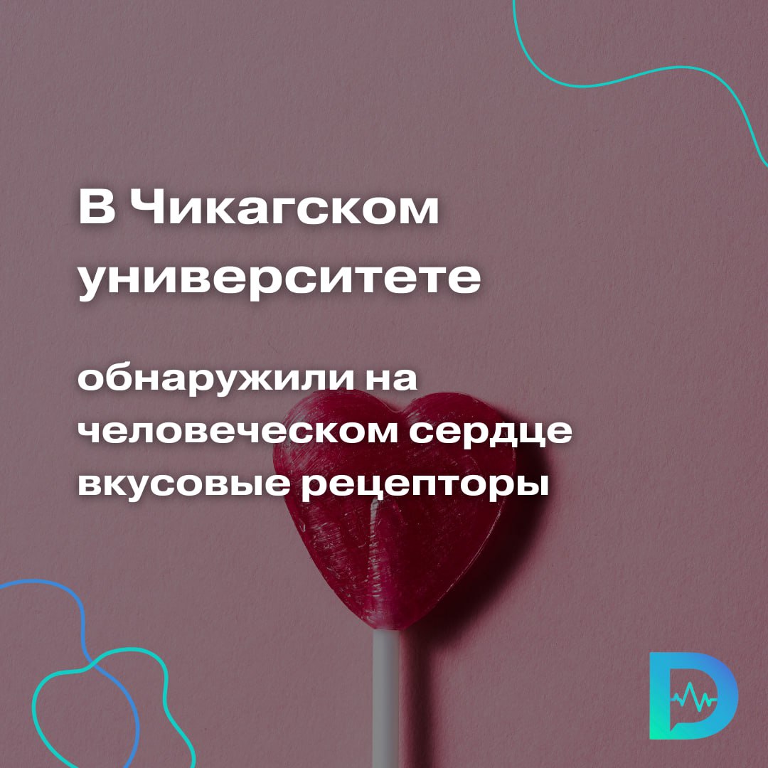 Мы привыкли думать, что вкусовые рецепторы находятся только на языке. Однако специалисты из США сделали неожиданный вывод — оказывается, наше сердце крайне чувствительно к глюкозе.  На самом деле вкусовые рецепторы есть не только на языке, но и в пищеводе, желудке, и даже в кишечнике.  Недавно учёные из Чикагского университета в США пришли к выводу, что рецепторы сладкого есть и на сердце! Результаты работы опубликованы в BSP.  Как показал эксперимент, сердце человека, равно как и сердце мыши, реагирует на подсластители. Эксперты выявили рецепторы сладкого вкуса TAS1R2 и TAS1R3 на поверхности клеток сердечной мышцы.    В лабораторных условиях учёные использовали аспартам — один из самых распространенных заменителей сахара. Они стимулировали сердечные клетки с помощью добавки, в результате чего увеличивалась сила сокращения сердца и быстрее усваивался кальций. Это ключевые процессы для здоровой работы органа.  Уже доказано, что после приёма пищи частота сердечных сокращений и кровяное давление повышаются, заверяют учёные.  Раньше считалось, что дело в нервной оси, по которой передается сигнал. Но мы предполагаем более прямое следствие: после приёма пищи у нас резко повышается уровень сахара в крови, рецепторы сладкого вкуса в клетках сердца реагируют на это и меняют сердцебиение,  — пояснили авторы исследования.  Эксперты также обнаружили, что рецепторы сладкого более распространены в сердцах людей с сердечной недостаточностью, что предполагает возможную связь с заболеванием. Стимуляция аспартамом запускала целый ряд молекулярных процессов, которые, по предположению ученых, могли быть нужны сердцу, чтобы приспособиться к заболеванию.  Однако учёные заявляют, что им нужны дополнительные исследования. Необходимо как можно детальнее изучить этот вопрос, увеличить выборку испытуемых, чтобы доказательства стали более ценными. В ближайших планах — понять, каковы долгосрочные эффекты стимуляции сердечных рецепторов сладкого.  «Доктор Питер». Доступно и достоверно о здоровье