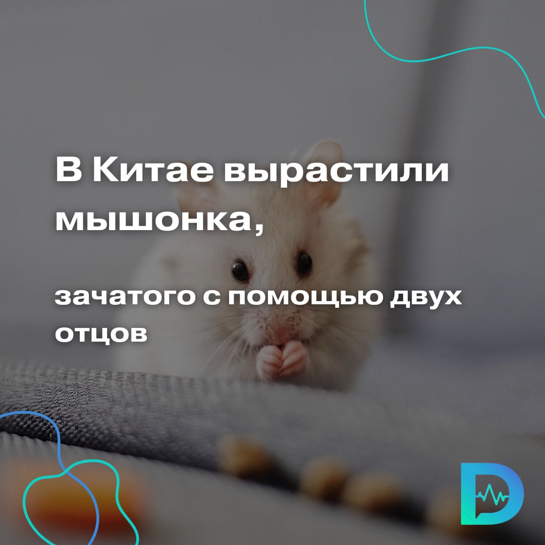В Китае родился мышонок от двух отцов. Это стало возможно благодаря редактированию генов.  Авторы исследования отмечают, что главный барьер на пути однополого зачатия — это геномный импринтинг, система «включения» и «выключения» генов в зависимости от пола родителя. Редактирование ДНК позволяет обойти этот механизм.  Команда исследователей из Шанхайского университета Цзяо Тунг удаляла ядро яйцеклетки мыши и вводила две мужские генетические программы — по одной от каждого отца. С помощью CRISPR-редактирования изменяли 7 импринтирующих участков ДНК, чтобы «отмаскировать» их и убрать материнский отпечаток. Из сотен эмбрионов родились три мышки, две из них выросли здоровыми, оказались плодовитыми и сами дали потомство.  Результат впечатляет, но применение метода на людях невозможно представить: среди мышей выжило всего лишь 2 из 259 эмбрионов. По словам специалистов, процедура требует огромного количества яйцеклеток и суррогатных матерей, а уровень успеха пока крайне низкий.  Тем не менее, работа — ещё один шаг в генетике и репродуктивной биологии.  «Доктор Питер». Доступно и достоверно о здоровье