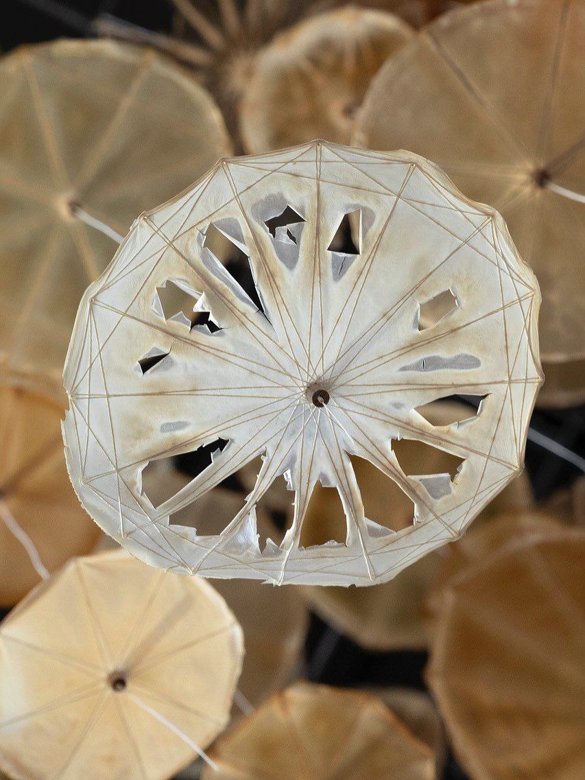 И снова бактерии и микроорганизмы.  Инсталляция «Co-Weaving Biofilms» Бастиана Байера, Ивы Решетар, Морица Лидтке и Регины Хенгге, созданная в кластере Берлинского университета имени Гумбольдта. Здесь целлюлозопродуцирующие бактерии создают волокнистые биоплёночные комплексы наномасштаба, которые переплетаются с текстильным каркасом в процессе роста, создавая новые гибридные материалы, сочетающие бактериальный материал и материал созданный человеком. Некоторые бактерии, например, из родов Komagataeibacter, Acetobacter, и Sarcina ventriculi, производят бактериальную целлюлозу, которая отличается от растительной целлюлозы более высокой чистотой и прочностью.  Выставка «Экология Баухауса» в Музее Баухауса в Дессау.