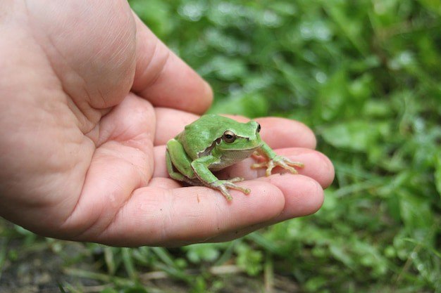 В Китае бабушка проглотила 8 живых лягушек чтобы вылечить спину В любой стране пенсионеры одинаковые у подавляющего большинства бабушек и дедушек больше доверия к народным методам лечения нежели к традиционной медицине Так 82 летняя женщина проглотила восемь маленьких живых лягушек следуя распространенному поверью об облегчении болей в пояснице пишет SCMP Пенсионерку доставили в больницу города Ханчжоу с острыми болями в животе Ее сын сообщил врачам что мать проглотила живность когда та еще шевелилась после чего ей поплохело Обследование показало наличие большого количества эозинофилов в организме женщины что указывает на паразитарные инфекции В больнице китаянку подлечили вывели паразитов и провели профилактическую беседу о том что можно есть а что кого не стоит Подписаться