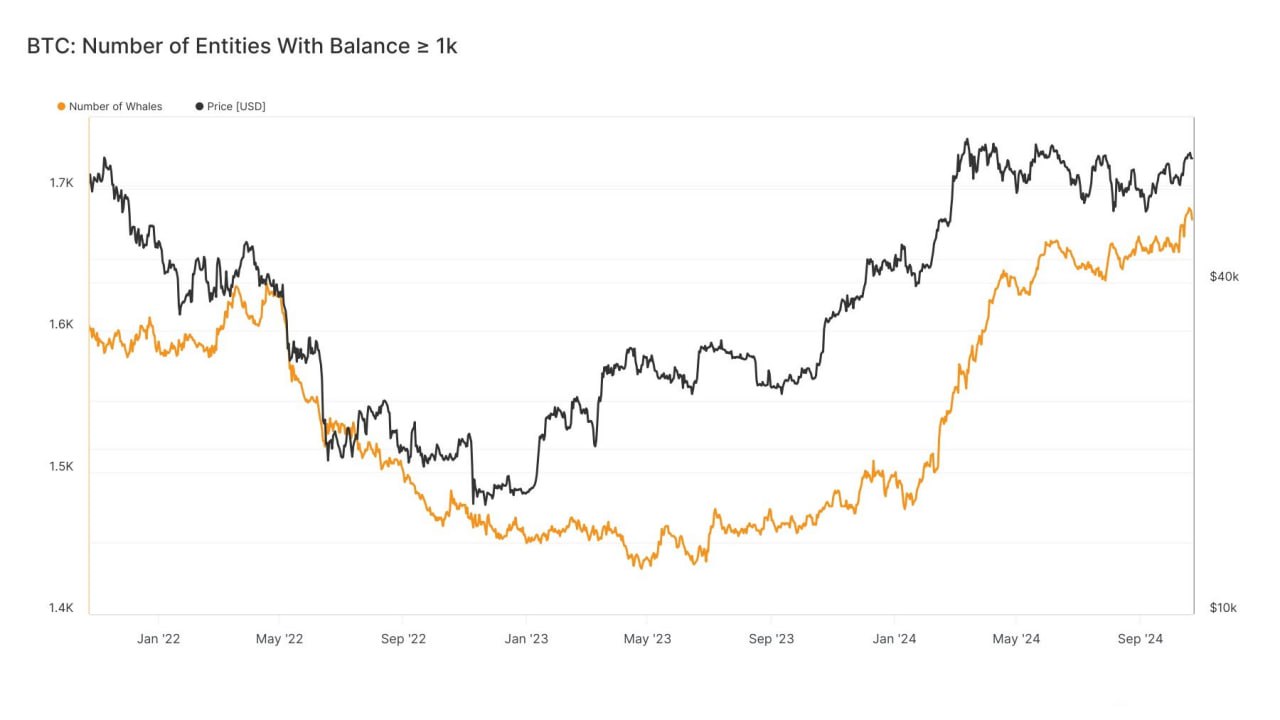 Количество Bitcoin-китов достигло самого высокого уровня с января 2021 года — на данный момент есть 1678 кошельков, которые держат более 1000 BTC.