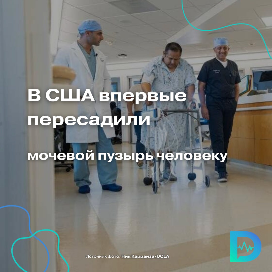 Американские хирурги провели уникальную операцию — впервые в истории успешно пересадили мочевой пузырь вместе с почкой  Результат — впечатляющий: уже через несколько часов оба органа начали работать.  Пациент — 41-летний Оскар Ларраинза — семь лет жил на диализе после того, как потерял обе почки и почти весь мочевой пузырь из-за редкой онкологии  аденокарциномы урахуса . Его мочевой пузырь вмещал всего 30 мл жидкости. Обычно в таких случаях вместо пузыря используют участок кишечника — но это нередко приводит к тяжёлым осложнениям.  Теперь всё изменилось. Команда из Калифорнийского университета и Университета Южной Калифорнии разработала принципиально новый подход: трансплантацию мочевого пузыря. На подготовку ушло 4 года тренировок — в том числе на телах умерших доноров.  Дело в том, что мочевой пузырь — орган с очень сложным кровоснабжением, и попытки его пересадки раньше заканчивались неудачей.  Операция длилась более 8 часов. Врачам удалось пересадить и почку, и пузырь. Оба органа начали функционировать сразу же: Почка сразу начала работать, а мочевой пузырь — наполняться. Пациенту больше не нужен диализ, и он может мочиться сам — впервые за 7 лет,  — рассказал уролог Нима Нассири из Калифорнийского университета в Лос-Анджелесе.    Во всём мире миллионы людей страдают от тяжёлых заболеваний мочевого пузыря. До сих пор для них не было по-настоящему эффективного решения. Это первый случай успешной пересадки с полноценным восстановлением функции.  Врачи уже планируют провести ещё четыре подобных операции. Если они окажутся такими же успешными, методику внедрят в широкую практику.  Конечно, как и при любой трансплантации, пациенту придётся долгое время принимать иммуносупрессоры, чтобы избежать отторжения. Эти препараты могут вызывать побочные эффекты, поэтому пересадка пока остаётся вариантом только в крайних случаях.  Но главное — теперь у таких пациентов появился шанс.  «Доктор Питер». Доступно и достоверно о здоровье