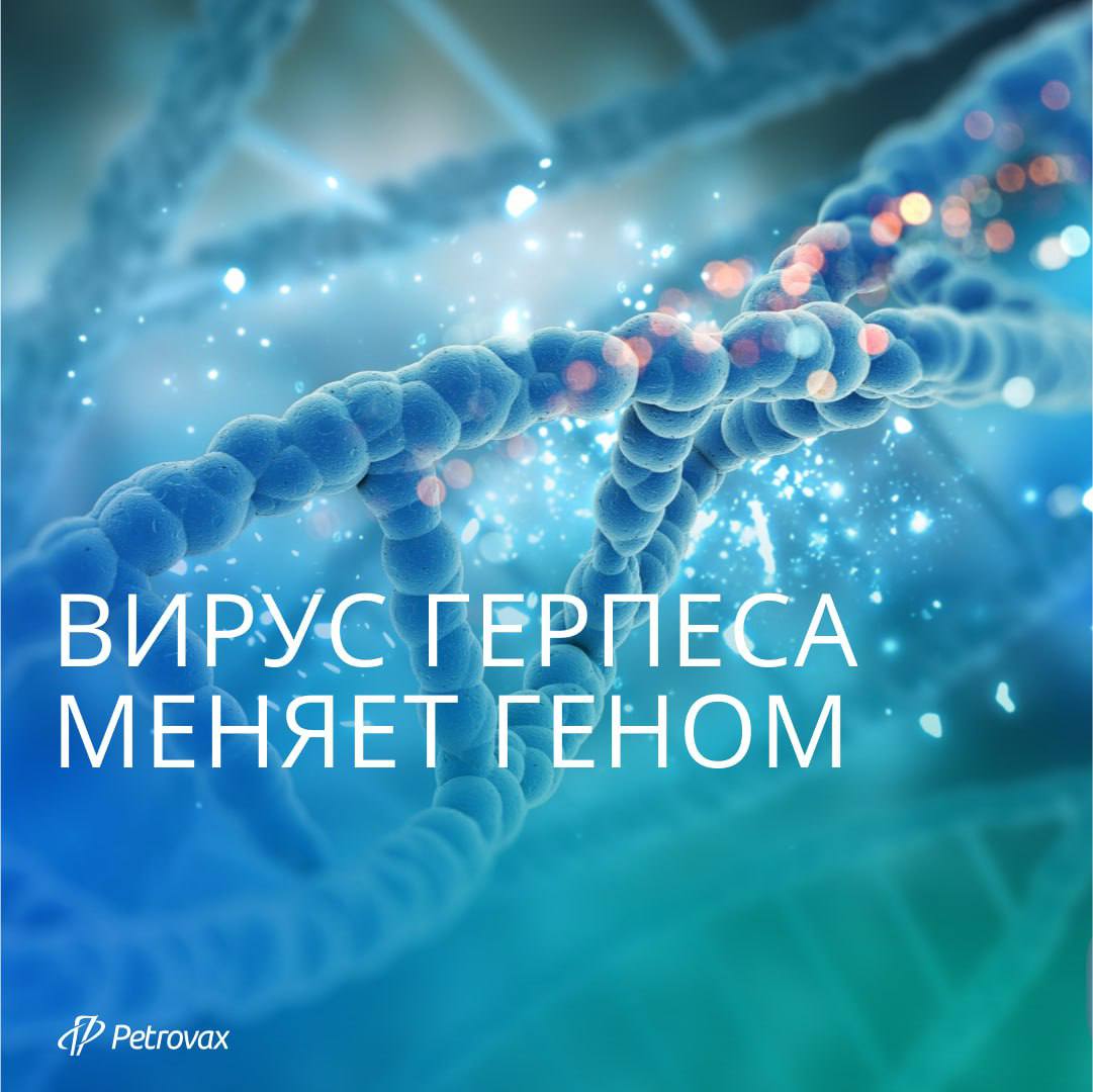 Герпес — одна из самых распространенных вирусных инфекций в истории человечества. Это заболевание известно врачам уже более 2500 лет. В современной структуре инфекционной патологии среди хронических вирусных инфекций герпес занимает второе место, уступая только группе гриппа и ОРВИ. Не случайно он одним из первых получил мрачное прозвище «чума XX века». В недавнем исследовании ученые из Испании и Китая обнаружили, что вирус простого герпеса 1 - типа HSV‑1 радикально меняет структуру клеточного ядра: он сжимает ДНК почти втрое. Это позволяет ему создать пространство для размножения, «перекраивая» внутреннюю архитектуру клетки под свои нужды. Блокировка этого процесса полностью предотвращает заражение клетки, что открывает путь к созданию новых препаратов против герпеса. Чтобы детально изучить процесс сжатия ДНК, ученые создали культуру человеческих клеток с флуоресцентно мечеными молекулами ДНК. С помощью микроскопии они в реальном времени наблюдали, как меняется структура и расположение ДНК после заражения вирусом. Уже в первые часы после проникновения вирусных частиц наблюдалась глобальная реорганизация клеточного генома, сопровождавшаяся его компактизацией и уменьшением занимаемого объема на 70%. Ключевую роль в этом процессе играет фермент TOP1. Вирус активирует его, чтобы изменить форму генома и активировать нужные гены. Однако, когда учёные подавили работу TOP1, герпес утратил способность воспроизводиться — не формировались даже первые вирусные частицы. Герпетическая инфекция — это не просто эстетическая или бытовая проблема. Вирус может годами находиться в латентной неявной, неактивной форме в организме, внезапно активируясь и нанося удар не только по коже, но и по нервной системе, мозгу и репродуктивным органам. К провоцирующим факторам относятся: переохлаждение, стрессы, синдром хронической усталости, прием антибиотиков и так далее.