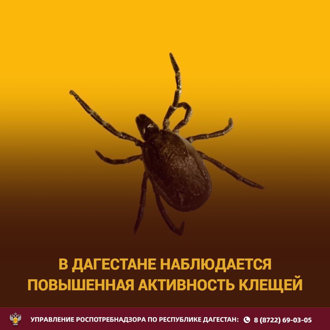В Дагестане наблюдается повышенная активность клещей По состоянию на 30.05.2025 г. в медицинские учреждения обратились 660 человек, в связи с укусом клещей это вдвое выше, чем среднемноголетние показатели укусов. Cреди них - один случай заболевания Крымской геморрагической лихорадкой и один случай заболевания клещевым боррелиозом болезнь Лайма . Факты обращения в медицинские организации по поводу укусов клещами зарегистрированы в 36 муниципалитетах республики. Наибольшее число зарегистрировано на территориях городов Махачкала, Хасавюрт, Буйнакск, Хасавюртовский и Тарумовский районы. Вместе с тем в г. Махачкале муниципалитетом до сих пор не представлена информация об обработке парковых зон. Управлением готовятся протокола об административном правонарушении в отношении органов местного самоуправления проигнорировавших требования надзорного ведомства.
