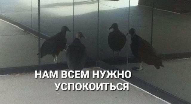 Битва титанов Павел Дуров сообщил, что WhatsApp начал размещать рекламу своего мессенджера в Telegram-каналах из-за отчаяния. «Наши конкуренты отчаялись — начали рекламировать себя в Telegram‑каналах. До этого они публиковали заказные статьи в основном в западной прессе. Лучше бы потратили миллиарды своего маркетингового бюджета, направленного против нас, на инновации. Telegram технологически опережает WhatsApp на годы — и каждый месяц это отставание лишь растёт», — пояснил Дуров. Ранее Дуров заявил, что WhatsApp пытался дискредитировать Telegram, распространяя в сети пугающие пользователей мифы о мессенджере Ребята, успокойтесь, Телеграм и Вотс ап мы любим одинаково TON в кошельке ЧАТ