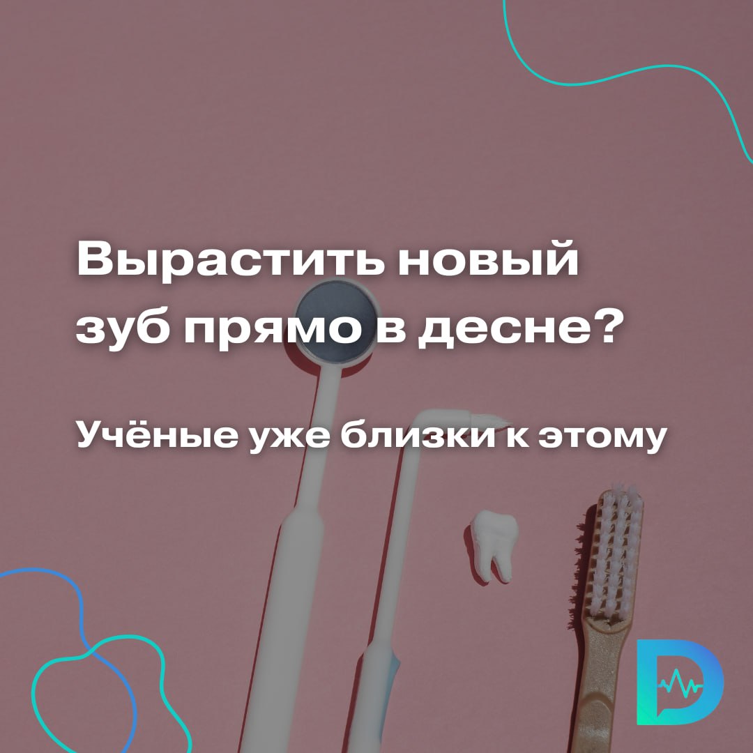 Американские исследователи из Университета Тафтса разработали инновационный имплантат, который может стать революцией в стоматологии Новый «зуб» не ввинчивается в кость, как классические импланты, а мягко интегрируется в десну, соединяясь с нервными окончаниями и постепенно превращаясь в почти натуральный зуб. Секрет технологии — в специальном биоразлагаемом каркасе, покрытом стволовыми клетками и белком, стимулирующим рост нервной ткани. После установки он расширяется, заполняя лунку зуба, и начинает «врастать» в организм. У грызунов результаты впечатляющие: имплантат не вызвал отторжения и воспаления; наладилась связь с нервами — мыши чувствовали температуру, текстуру и давление; через 6 недель «новый зуб» почти не отличался от настоящего по функциям. Это значит, что в будущем импланты смогут не просто жевать, но и чувствовать. Это важно и для речи, и для полноценного питания. Однако до практического применения на людях — ещё несколько этапов. Следующий шаг — тесты на свиньях и приматах. Именно у них строение челюстей максимально приближено к человеческому. У некоторых семейств — грызуны крысы, мыши , зайцевые кролик, заяц — зубы растут всю жизнь. Это обеспечено особенностями костной ткани и сосудистой трофики особенностями сосудов в кости . То есть, рост и созревание костной ткани и все процессы у них заложены генетически. У приматов, напротив, зубы всю жизнь не растут, — комментирует разработку врач-стоматолог Юлия Цуркан. Так что остаётся ждать результатов следующего этапа испытаний и надеяться на лучшее. «Доктор Питер». Доступно и достоверно о здоровье