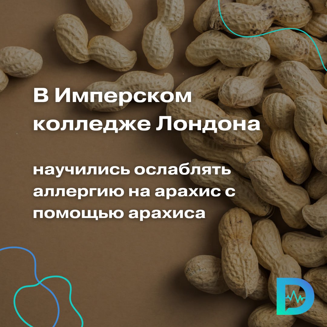 Арахис — один из самых опасных пищевых аллергенов. Достаточно микроскопической дозы, чтобы вызвать сильнейшую реакцию: от зуда и отёка до анафилактического шока и остановки сердца. Но учёные из Имперского колледжа Лондона и США ищут способ «приучить» иммунитет к арахису. В новом исследовании, опубликованном в журнале Allergy, приняли участие взрослые с подтверждённой аллергией. Никто из них не принимал лекарства. Вместо этого им давали микродозы арахисовой муки — буквально крошки, добавленные в еду. Начинали с 0,8 мг и постепенно увеличивали дозу, под пристальным наблюдением врачей. Через несколько недель участники достигли уровня в 1,4 г арахиса — это примерно 4–5 штук. 67% испытуемых перенесли такой объём без серьёзных реакций. Те, у кого возникала непереносимость, прекратили участие. У остальных повысилась устойчивость к аллергену, что подтвердили кожные пробы. Исследователи подчеркивают: это не повод устраивать дома «арахисовую терапию». Даже минимальное превышение дозы может быть смертельно опасным. Эксперименты с аллергенами допустимы только под контролем врачей. Тем не менее, результаты дают надежду: возможно, в будущем появятся эффективные протоколы по снижению чувствительности к пищевым аллергенам у взрослых, а не только у детей, как считалось раньше. «Доктор Питер». Доступно и достоверно о здоровье